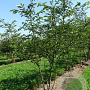 Prunus 'Accolade' 200-250 cm draadkluit meerstammig