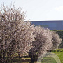Prunus incisa 'Kojou-no-mai' 250-300 cm draadkluit struik