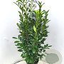 Prunus l. Elly 100-120 cm 10L
