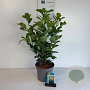 Prunus l. Etna 40-50 cm 5,0L