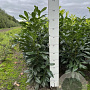 Prunus l. Genolia 80-100 cm met kluit