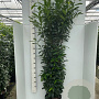 Prunus l. Genolia 175-200 cm 15L