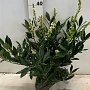 Prunus l. 'Otto Luyken' 30-40 cm met kluit