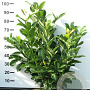 Prunus I. 'Rotundifolia' 80-100 cm met kluit