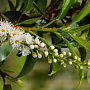 Prunus lusitanica 'Brenelia' 250-300 cm draadkluit struik