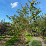 Prunus maackii 'Amber Beauty' 250-300 cm draadkluit meerstammig