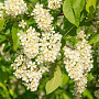 Prunus padus 450-500 cm draadkluit meerstammig