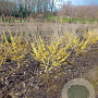 Hamamelis int. 'Arnold Promise' 125-150 cm met kluit