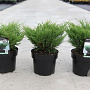 Juniperus h. 'Andorra Compact' 30-40 cm 3,0L