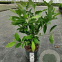 Magnolia stellata 50-60 cm 5,0L