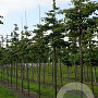 Parrotia persica 16-18 HO draadkluit