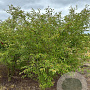Prunus 'The Bride' 200-250 cm draadkluit meerstammig