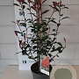 Photinia fraseri Carré Rouge 50-70 cm 3,0L