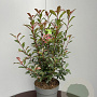 Photinia fraseri Carré Rouge 60-80 cm 10L