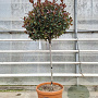 Photinia fraseri 'Nana' 90 cm stam container bol