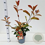 Photinia fraseri 'Red Robin' 40-50 cm 2,5L