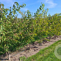 Prunus yedoensis 300-350 cm draadkluit meerstammig