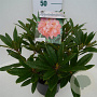 Rhododendron 'Tortoiseshell Orange' 30-40 cm 5,0L