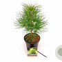 Sciadopitys verticillata 30-40 cm 3,0L