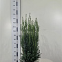 Taxus media 'Hillii' 80-100 cm met kluit