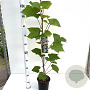 Vitis coignetiae 70-80 cm 2,5L