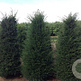 Taxus baccata 250-300 cm draadkluit solitair