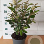 Elaeagnus ebb. 'Compacta' 40-50 cm 5,0L