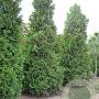 Thuja occ. 'Brabant' 400-450 cm draadkluit solitair