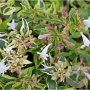 Abelia grandifl. 'Hopleys' 20-25 cm 2,0L