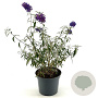 Buddleja d. 'Nanho Purple' 30-40 cm 3,0L