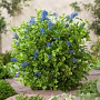 Ceanothus El Dorado 25-30 cm 2,0L