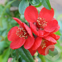 Chaenomeles sup. 'Hollandia' 30 cm 3,0L
