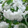 Deutzia magnifica 25-30 cm 2,0L