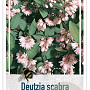 Deutzia scabra 'Plena' 30-40 cm 3,0L