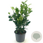 Euonymus jap. Green Millenium 20-25 cm 2,0L