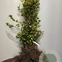 Fagus sylvatica 80-100 cm wortelgoed 3 jarig verplante zaailin