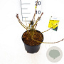 Forsythia int. 'Flojor' 30-40 cm 3,0L