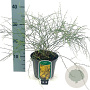 Genista lydia 25-30 cm 2,0L