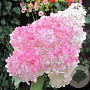 Hydrangea pan. 'Pink Lady' 30 cm 3,0L