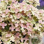Hydrangea pan. Polestar 40-50 cm 7,5L