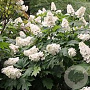 Hydrangea querc. 'Alice' 25-30 cm 2,0L