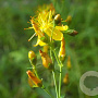 Hypericum pulchrum GM P9