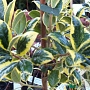 Ilex aq. 'Silver van Tol' 25 cm 3,0L