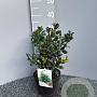 Ilex meserv. Heckenfee 30-40 cm 3,0L