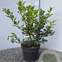 Ilex meserv. Heckenfee 30-40 cm 3,0L