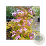 Kolkwitzia amabilis 'Maradco' 25-30 cm 2,0L