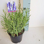 Lavandula ang. 'Hidcote' GM P15