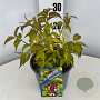 Leycesteria formosa Little Lanterns 30-40 cm 3,0L