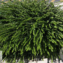 Lonicera pileata 'Moss Green' GM P15