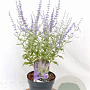 Perovskia atripl. Silvery Blue 30-40 cm 3,0L